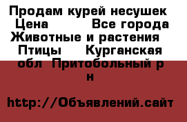Продам курей несушек › Цена ­ 350 - Все города Животные и растения » Птицы   . Курганская обл.,Притобольный р-н